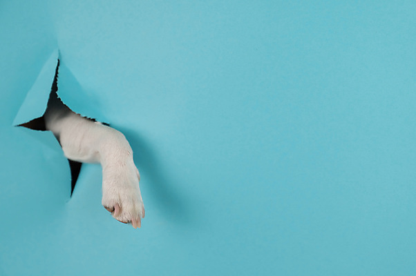 포토 JPG 해외이미지 사람없음 파란색 반려동물 구멍 개 강아지 잭러셀테리어 앞발 해외202309 해외포토 동물 컬러 포유류 테리어 파일형식