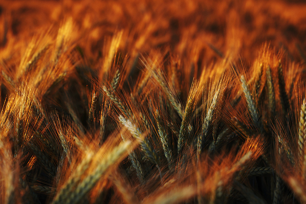 포토 JPG 해외이미지 식물 디자인 계절 음식 빵 백그라운드 밭 농업 자연 건조 건강 옥수수 씨앗 사람없음 야외 초록색 빛 농작물 태양 농장 농경지 노란색 농사 맑음 일몰 수확 성장 농촌 시골 황금 낟알 시리얼 밀 유기농 보리 밀짚 내추럴 밭일 숙성 호밀 해외202309 해외포토 자연요소 웰빙 산업 컬러 날씨 곡류 노을 짚 생태계 파일형식