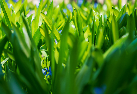 포토 JPG 해외이미지 식물 컬러 백그라운드 잎 밭 자연 아침 추상 사람없음 야외 초록색 여름 태양 뷰티 환경 정원 봄 활발 성장 신선 닫기 허브 에코 내추럴 생태학 해외202309 해외포토 주간 자연요소 계절 교육 컨셉 무늬 농업 모션 생태계 파일형식