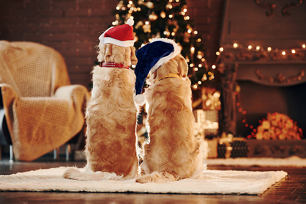 포토 JPG 해외이미지 크리스마스 두마리 산타모자 실내 앉기 사람없음 뒷모습 아웃포커스 골든리트리버 강아지 보케 빛망울 해외202309 해외포토 모자_잡화 기념일 뷰포인트 2 모션 촬영기법 내부 빛 반려동물 개 리트리버 파일형식