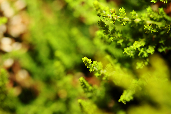 포토 JPG 해외이미지 식물 계절 꽃 문화 분홍색 컬러 백그라운드 꽃무늬 밭 자연 사람없음 야외 초록색 뷰티 새싹 환경 정원 보라색 활발 들꽃 성장 벚꽃 개화 허브 제비꽃 관목 묘사 원예 생물학 내추럴 영원 해외202309 해외포토 나무 교육 컨셉 무늬 농업 취미 생태계 파일형식