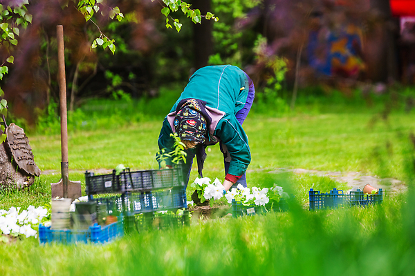 포토 JPG 해외이미지 나무 식물 계절 공원 꽃 컬러 백그라운드 잎 꽃무늬 자연 사람 사람없음 야외 장식 초록색 뷰티 노란색 정원 봄 놀이방 성장 벚꽃 업무 개화 배열 원예 식물원 조경 내추럴 벨로루시 심기 온실 원예사 해외202309 해외포토 직업 공공시설 무늬 모션 취미 작업 생태계 파일형식