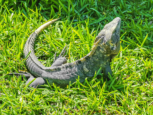 포토 JPG 해외이미지 동물 야생동물 여행 백그라운드 건축양식 파충류 자연 하늘 휴가 멕시코 사람없음 야외 뷰티 머리 맑음 사찰 도마뱀 이구아나 유카탄 마야 내추럴 고고학 이국적 해외202309 해외포토 교육 건축 북아메리카 종교건축 날씨 신체부위 생태계 마야문명 파일형식