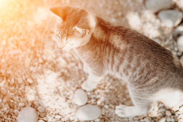 포토 JPG 해외이미지 장난 포옹 발 수염 턱시도 사람없음 호기심 부드러움 얼룩무늬 솜털 독립 히말라야 버미즈 해외202309 해외포토 감정 컨셉 무늬 안기 정장 신체부위 고양이 감각 파일형식 산맥
