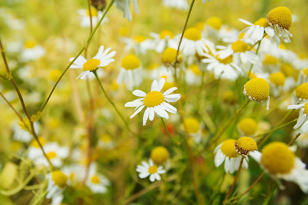 포토 JPG 해외이미지 식물 디자인 계절 꽃 백그라운드 꽃무늬 밭 자연 잔디 사람없음 야외 초록색 여름 뷰티 노란색 정원 봄 들꽃 성장 벚꽃 흰색 시골 신선 개화 그룹 닫기 허브 데이지 아로마 내추럴 블러 캐모마일 많음 해외202309 해외포토 컬러 컨셉 무늬 농업 모션 생태계 파일형식