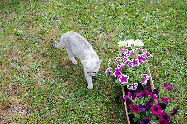 포토 JPG 해외이미지 식물 계절 여자 꽃 화분 분홍색 장갑 잎 꽃무늬 농업 자연 사람없음 야외 초록색 뷰티 정원 보라색 봄 성장 벚꽃 흰색 업무 개화 닫기 냄비 작음 플라스틱 라일락 내추럴 땅바닥 묘목 원예사 많음 피튜니아 해외202309 해외포토 나무 직업 잡화 산업 컬러 컨셉 무늬 모션 재질 바닥 사람 작업 솥 크기 생태계 파일형식