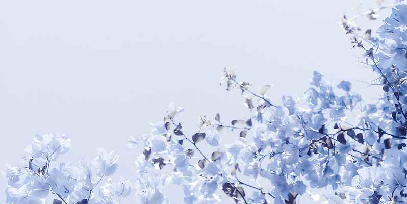 포토 JPG 해외이미지 꽃 백그라운드 나뭇잎 사람없음 파란색 나뭇가지 카피스페이스 해외202309 해외포토 나무 식물 컬러 잎 공백 파일형식