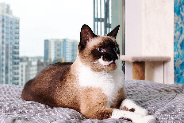 포토 JPG 해외이미지 나무 동물 응시 백그라운드 창문 포유류 휴식 수염 주택 털 실내 사람없음 목재 반려동물 햇빛 고양이 침묵 회색 도시 플랫 호기심 선베드 귀 솜털 주둥이 거짓말 혼자 해외202309 해외포토 식물 시선 감정 컬러 컨셉 의자 재료 내부 건물 신체부위 태양 소리 파일형식