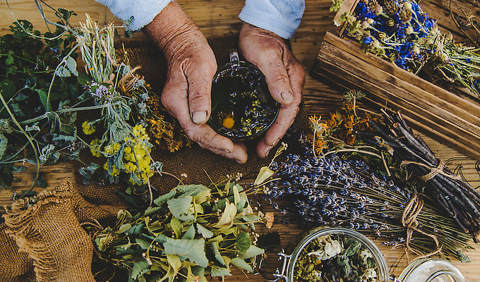 포토 JPG 해외이미지 손 여자 노년 꽃 한명 신체부위 찻잔 손모으기 드라이플라워 꽃차 말린재료 노인여자한명만 해외202309 해외포토 식물 1 잔 사람 손짓 성인 차_음료 여자한명만 노인여자만 파일형식