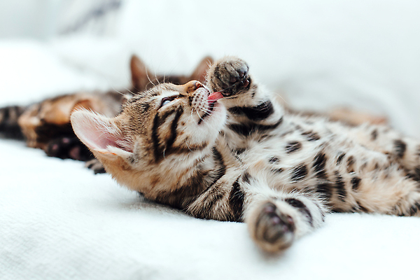 포토 JPG 해외이미지 동물 척추동물 응시 백그라운드 장난 포유류 가족 엄마 수염 주택 털 동양인 사람없음 반려동물 뷰티 머리 고양이 아기 신생아 점 그룹 황금 달콤 작음 모피 귀 슛 얼룩무늬 표범 기르기 혼자 순혈 해외202309 해외포토 시선 무늬 관계 사람 인종 건물 신체부위 맛 크기 돌봄 파일형식