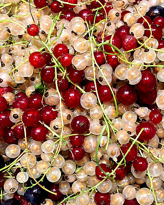 포토 JPG 해외이미지 식물 계절 열매 음식 컬러 백그라운드 잎 다이어트 과일 재료 자연 디저트 건강 사람없음 빨간색 초록색 컬러풀 검은색 수확 흰색 나뭇가지 신선 그룹 시장 닫기 달콤 맛 다발 먹기 유기농 날것 내추럴 건포도 고립 숙성 채식주의자 많음 맛있는 해외202309 해외포토 나무 웰빙 컨셉 농업 모션 포도 생태계 채식 건과일 파일형식