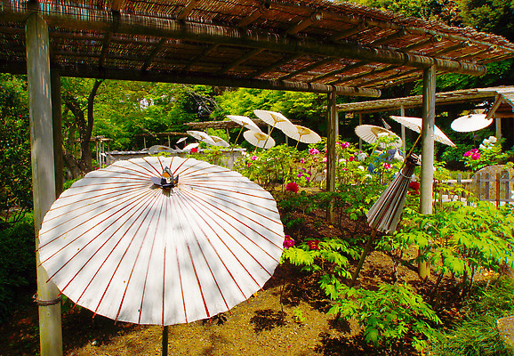 포토 JPG 해외이미지 나무 식물 전통 꽃잎 꽃 백그라운드 잎 우산 자연 하늘 풍경 사람없음 야외 건물 목재 초록색 도시풍경 일본 맑음 봄 신선 역사 숲 기관 땅바닥 사당 작약 해외202309 해외포토 건축물 계절 아시아 컬러 재료 날씨 바닥 도시 생태계 파일형식