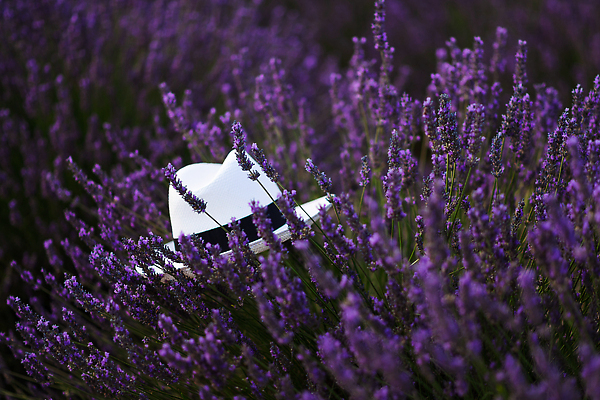 포토 JPG 해외이미지 식물 드레스 꽃 분홍색 꽃다발 여행 백그라운드 꽃무늬 밭 농업 자연 휴가 사람없음 장식 초록색 파란색 컬러풀 뷰티 일출 정원 보라색 일몰 봄 벚꽃 흰색 시골 뜨거움 중앙 실크 허브 제비꽃 향기 아로마테라피 라벤더 밀짚 내추럴 프로방스 해외202309 해외포토 옷 계절 산업 컬러 무늬 노을 직물 짚 생태계 냄새 테라피 파일형식