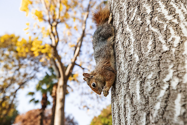 포토 JPG 해외이미지 나무 사람없음 갈색 귀여움 다람쥐 해외202309 해외포토 식물 컬러 컨셉 설치류 파일형식