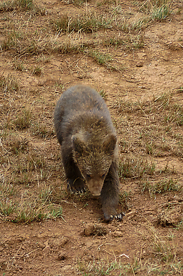 포토 JPG 해외이미지 응시 남자 감정 야생동물 어린이 여행 곰 포유류 관계 포옹 엄마 휴식 털 함께함 사랑 앉기 사람없음 앞모습 머리 걷기 귀여움 힘 침묵 입 행운 황무지 보호 위험 큼 형제 육식동물 북쪽 멸종 서식지 알래스카 동물상 서쪽 원정 힘찬 해외202309 해외포토 동물 시선 뷰포인트 컨셉 가족 안기 모션 사람 신체부위 조형물 미국 소리 크기 방향 파일형식