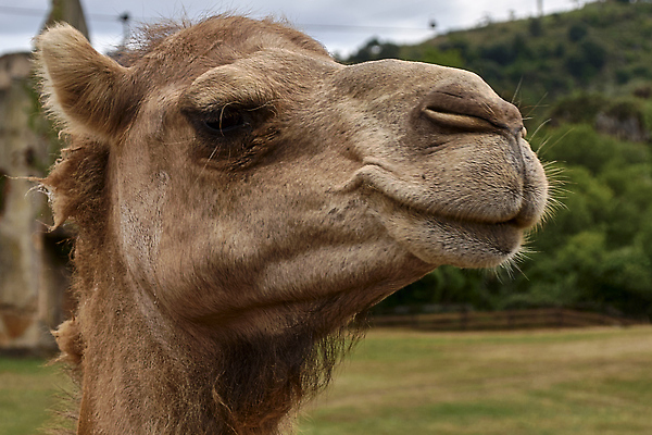 포토 JPG 해외이미지 주간 동물 한마리 외관 응시 야생동물 모래 섬 포유류 교통시설 아프리카 자연 하늘 털 이집트 사람없음 야외 앞모습 가로 세로 컬러풀 머리 맑음 가축 사막 자유 모래언덕 코 낙타 목 모로코 사하라 단봉낙타 무료 카피스페이스 유일 해외202309 해외포토 자연요소 1 시선 나라 뷰포인트 컬러 교통 컨셉 날씨 신체부위 공백 언덕 시설 생태계 파일형식
