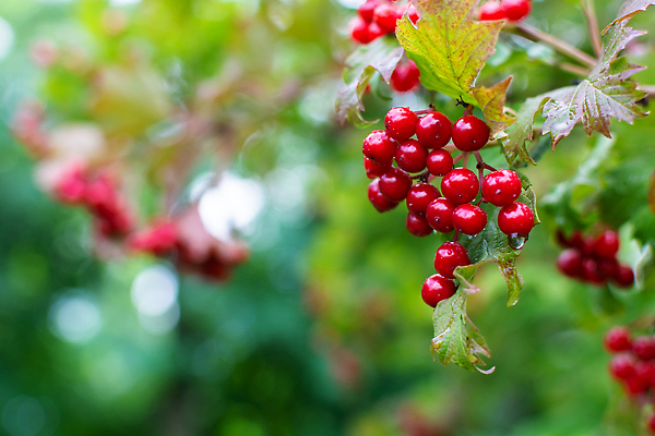 포토 JPG 해외이미지 나무 식물 계절 열매 음식 백그라운드 잎 채소 과일 자연 건강 사람없음 야외 장식 빨간색 초록색 빛 약 정원 수확 물방울 나뭇가지 신선 맛 약초 다발 관목 유기농 부드러움 내추럴 숙성 엘리먼트 해외202309 해외포토 웰빙 컬러 컨셉 농업 의학 풀_식물 감각 생태계 파일형식