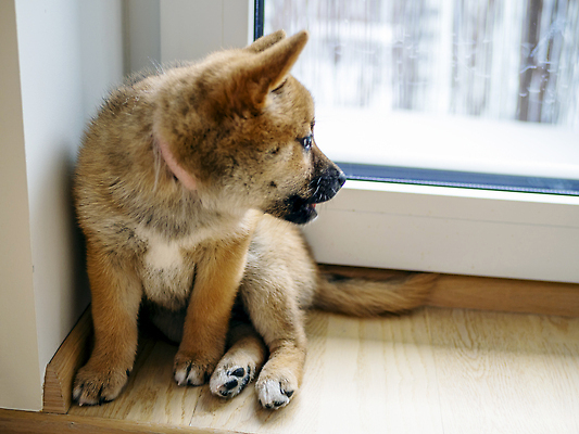 포토 JPG 해외이미지 동물 1 응시 행복 새끼 백그라운드 포유류 놀이 세포 실내 사람없음 야외 빨간색 반려동물 뷰티 갈색 귀여움 일본 아기 개 강아지 작음 모피 슛 솜털 송곳니 고립 기르기 유래 순종 해외202309 해외포토 시선 감정 아시아 컬러 컨셉 사람 내부 치아 크기 왕 돌봄 파일형식