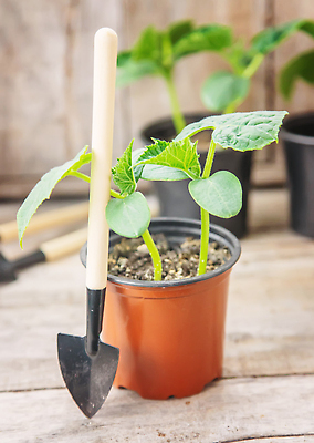 포토 JPG 해외이미지 식물 계절 꽃 지구 음식 백그라운드 잎 밭 농업 채소 재료 자연 오이 새로움 건강 사람없음 초록색 농작물 농장 환경 정원 흙 봄 성장 벚꽃 나뭇가지 신선 닫기 냄비 작음 허브 유기농 원예 날것 먼지 내추럴 땅바닥 모종 묘목 온실 채식주의자 세련 해외202309 해외포토 나무 웰빙 산업 컬러 컨셉 모션 바닥 취미 솥 크기 생태계 채식 파일형식