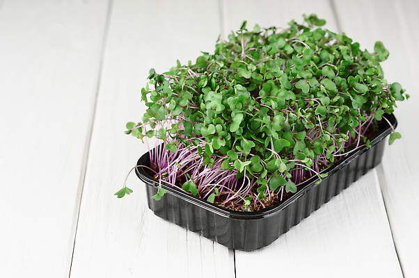 포토 JPG 해외이미지 식물 접시 음식 백그라운드 컨셉 잎 채소 비즈니스 재료 자연 주택 건강 씨앗 사람없음 초록색 농작물 농장 새싹 식당 샐러드 수확 성장 아기 신선 발사 허브 에코 유기농 날것 건강식 내추럴 바이오 영양분 원예사 채식주의자 그리너리 비건 해외202309 해외포토 직업 식기 웰빙 컬러 농업 사람 건물 환경 상점 생태계 채식 파일형식 트랜드컬러