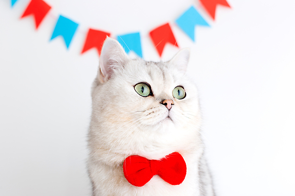 포토 JPG 해외이미지 동물 행복 새끼 백그라운드 포유류 넥타이 휴가 기념 털 실내 앉기 사람없음 장식 반려동물 컬러풀 파티 축제 고양이 화환 흰색 축하 깃발 아기 생일 닫기 작음 먹이 고립 기르기 카피스페이스 순혈 해외202309 해외포토 잡화 기념일 꽃 감정 컬러 컨셉 모션 사람 이벤트 내부 공백 크기 돌봄 파일형식
