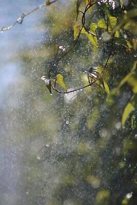 포토 JPG 해외이미지 식물 야생동물 조류 생물 오리 사람없음 초록색 물 파란색 반사 우주 수중 나뭇가지 연못 터키석 해외202309 해외포토 자연요소 나무 동물 컬러 보석 파일형식