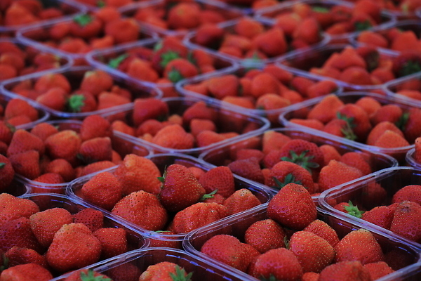 포토 JPG 해외이미지 열매 과일 딸기 사람없음 목재 빨간색 상자 세일 상점 신선 시장 상품 나무상자 유기농 지역 소매 판지 매각 해외202309 해외포토 나무 식물 웰빙 컬러 재료 파일형식