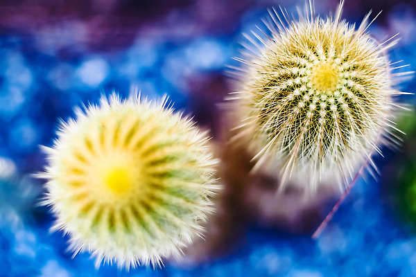 포토 JPG 해외이미지 나무 식물 디자인 꽃 컬러 백그라운드 잎 꽃무늬 패턴 자연 추상 선인장 미술 풍경 사람없음 장식 초록색 여름 뷰티 노란색 정원 사막 성장 흰색 신선 원형 가시 닫기 허브 묘사 원예 질감 날카로움 스파이크 내추럴 고립 다육식물 이국적 해외202309 해외포토 도형 계절 무늬 모션 문화예술 취미 생태계 파일형식