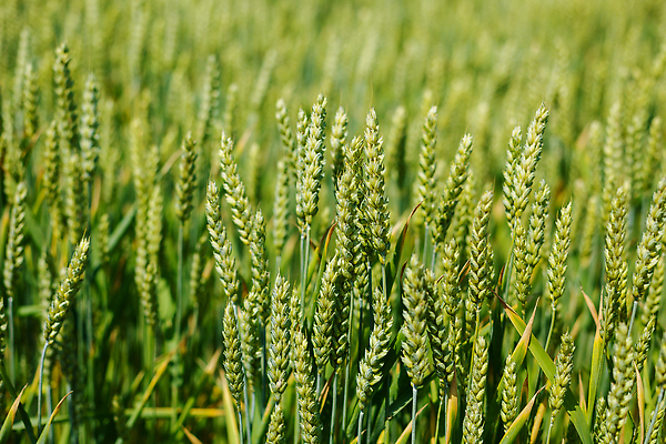 포토 JPG 해외이미지 나무 식물 계절 공원 길 컬러 백그라운드 잎 밭 자연 하늘 아침 잔디 사람없음 야외 목재 초록색 파란색 빛 햇빛 태양 뷰티 농장 노란색 환경 맑음 봄 산책 광선 시골 신선 숲 땅 장면 내추럴 해외202309 해외포토 주간 자연요소 공공시설 농업 재료 날씨 휴식 생태계 파일형식