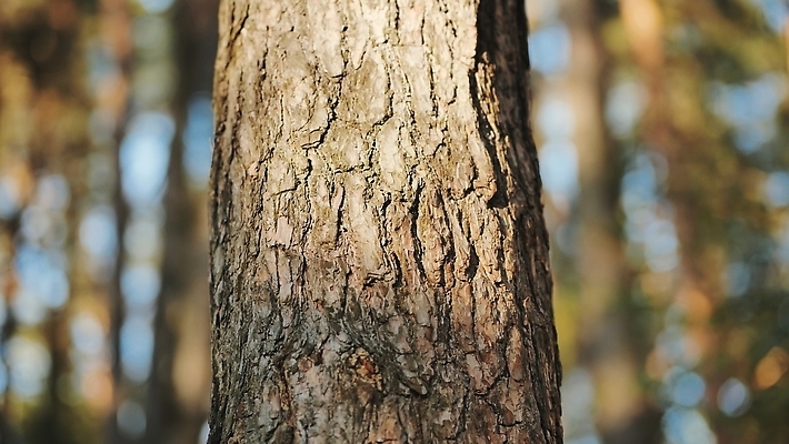 포토 JPG 해외이미지 나무 식물 계절 공원 도로 길 낙엽 잎 지도 패턴 자연 벽지 아침 사람없음 야외 목재 초록색 빛 컬러풀 태양 뷰티 갈색 환경 일몰 안개 성장 껍질 시골 소나무 저녁 숲 큼 장면 나무껍질 지역 침엽수 수목 해외202309 해외포토 주간 자연요소 공공시설 컬러 무늬 재료 교통시설 날씨 노을 야간 크기 생태계 파일형식
