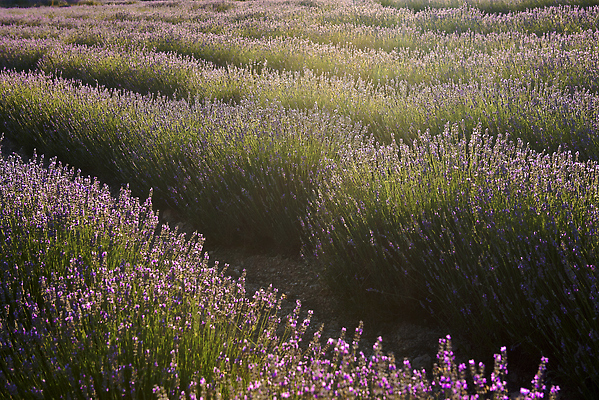 포토 JPG 해외이미지 잎 꽃밭 사람없음 보라색 분위기 허브 라벤더 해외202309 해외포토 식물 꽃 컬러 컨셉 파일형식
