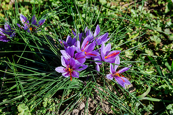 포토 JPG 해외이미지 식물 계절 꽃잎 꽃 음식 컬러 잎 꽃무늬 밭 농업 자연 건강 사람없음 뷰티 정원 보라색 수확 벚꽃 신선 개화 닫기 자주색 허브 제비꽃 향신료 아로마 향 내추럴 사프란 해외202309 해외포토 산업 무늬 모션 생태계 향미료 파일형식