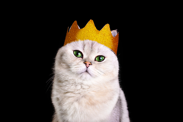 포토 JPG 해외이미지 동물 응시 여자 남자 포즈 백그라운드 장신구 포유류 검은배경 왕관 고글 털 실내 서기 경사 사람없음 반려동물 귀여움 고양이 회색 흰색 황금 작음 왕 모피 자르기 솜털 고립 기르기 유래 카피스페이스 해외202309 해외포토 시선 컬러 컨셉 모션 사람 내부 검은색 공백 크기 돌봄 파일형식