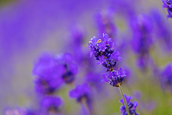 포토 JPG 해외이미지 식물 꽃 컬러 여행 백그라운드 꽃무늬 밭 농업 자연 휴식 풍경 사람없음 초록색 여름 파란색 컬러풀 뷰티 농장 정원 보라색 일몰 놀람 프랑스 성장 벚꽃 시골 개화 기름 벌 허브 제비꽃 유기농 원예 향기 아로마 향 아로마테라피 라벤더 내추럴 프로방스 해외202309 해외포토 웰빙 계절 감정 유럽 산업 음식 곤충 컨셉 무늬 표정 취미 노을 생태계 냄새 테라피 파일형식