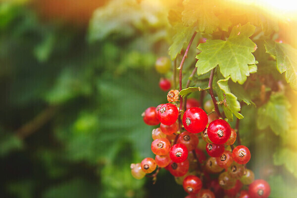 포토 JPG 해외이미지 식물 컬러 꽃다발 잎 농업 벽지 추상 프레임 매달리기 건강 식이요법 팜플렛 사람없음 여름 빛 농작물 컬러풀 햇빛 태양 활발 수확 성장 광선 신선 그룹 소프트포커스 수집 원예 보케 비타민 블러 생태학 그리너리 효과 해외202309 해외포토 자연요소 계절 교육 꽃 산업 컨셉 무늬 모션 촬영기법 취미 영양소 파일형식 트랜드컬러