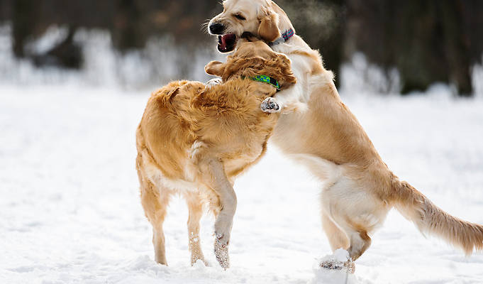 포토 JPG 해외이미지 겨울 사람없음 야외 설원 산책 추위 골든리트리버 강아지 해외202309 해외포토 계절 휴식 눈_날씨 반려동물 개 리트리버 파일형식