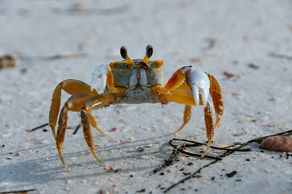 포토 JPG 해외이미지 동물 야생동물 모래 바다 자연 갑각류 해변 사람없음 물 게 껍질 플로리다 해외202309 해외포토 자연요소 미국 생태계 파일형식