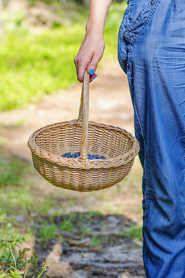 포토 JPG 해외이미지 손 계절 열매 음식 농업 과일 자연 건강 관리 사람없음 초록색 여름 파란색 바구니 걷기 수확 신선 선택 달콤 맛 숲 수집 유기농 블루베리 발견 내추럴 방법 숙성 많음 해외202309 해외포토 식물 웰빙 산업 컬러 컨셉 모션 신체부위 생태계 파일형식