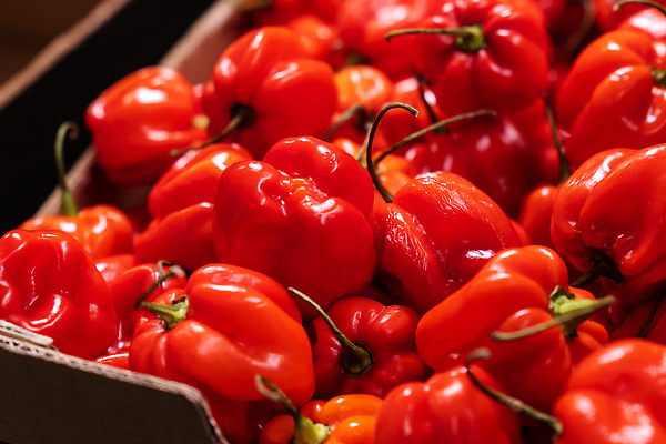 포토 JPG 해외이미지 음식 컬러 백그라운드 농업 채소 오렌지 과일 재료 자연 고추 파프리카 건강 요리 사람없음 빨간색 초록색 주방 종 신선 뜨거움 양념 시장 맛 먹기 향신료 유기농 매움 날것 아로마 후추 내추럴 연소 숙성 채식주의자 비건 맛있는 해외202309 해외포토 웰빙 산업 컨셉 모션 생태계 채식 향미료 파일형식