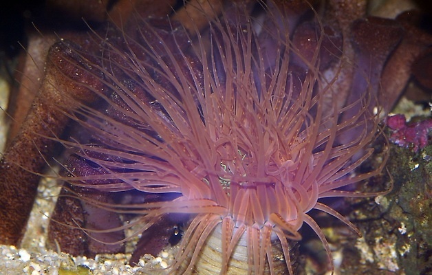 포토 JPG 해외이미지 식물 바다 사람없음 수중 산호 아네모네 해외202309 해외포토 꽃 자포동물 파일형식