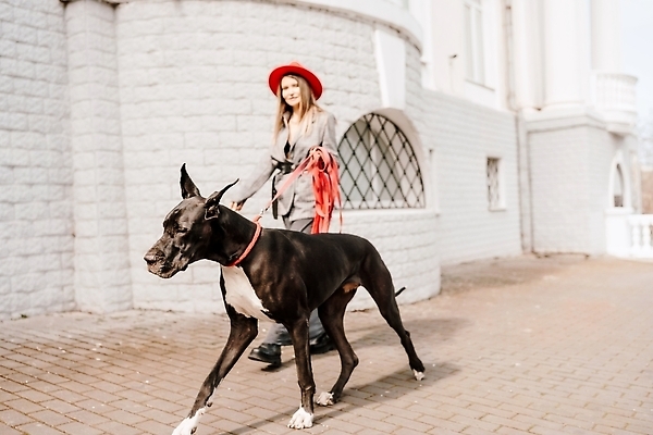 포토 JPG 해외이미지 전신 한마리 건축물 여자 반려견 길 한명 성인 야외 옆모습 걷기 산책 잡기 대형견 목줄 성인여자한명만 그레이트덴 해외202309 해외포토 1 건축 뷰포인트 모션 휴식 사람 반려동물 개 여자한명만 성인여자만 파일형식 반려용품