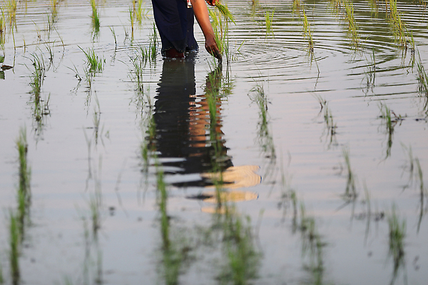 포토 JPG 해외이미지 손 한명 성인 신체부위 새싹 하반신 성장 쌀 농부 모내기 논밭 심기 성인한명만 해외포토 식물 직업 1 밭 농업 모션 곡류 논 사람 성인만 파일형식