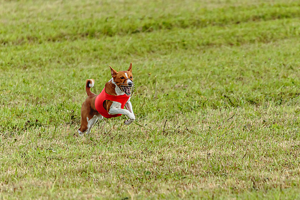 포토 JPG 해외이미지 동물 1 공원 감정 스포츠 밭 모션 놀이 건강 사람없음 야외 초록색 반려동물 달리기 뷰티 걷기 정원 점프 경쟁 에너지 게임 시골 레이싱 잡기 개 유혹 속도 사냥 송곳니 기르기 전력질주 챔피언 순혈 해외202309 해외포토 공공시설 컬러 컨셉 농업 포유류 시합 치아 돌봄 파일형식