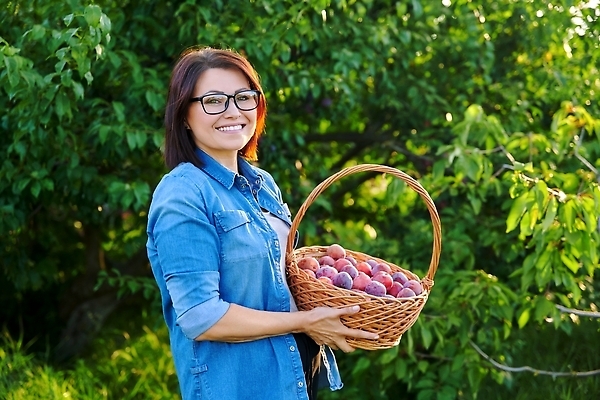 포토 JPG 해외이미지 나무 식물 라이프스타일 손 계절 여자 음식 백그라운드 잎 농업 다이어트 과일 자연 건강 한명 초록색 여름 파란색 농작물 농장 바구니 정원 맑음 보라색 수확 가을 나뭇가지 시골 신선 업무 달콤 농부 과수원 수집 유기농 원예 날것 비타민 자두 내추럴 숙성 원예사 채식주의자 맛있는 해외202309 해외포토 직업 1 웰빙 산업 컬러 날씨 사람 취미 생활 신체부위 작업 맛 생태계 채식 영양소 파일형식