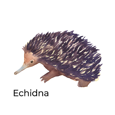 포토 JPG 해외이미지 동물 전통 디자인 야생동물 컬러 백그라운드 일러스트 포유류 자연 수채화 털 동물원 미술 사람없음 그래픽 반려동물 컬러풀 갈색 놀이방 흰색 그리기 호주 작음 스케치 그림 질감 초대 고립 동물상 엘리먼트 이국적 스타일 해외202309 해외일러스트 모션 문화예술 조형물 오세아니아 크기 생태계 파일형식