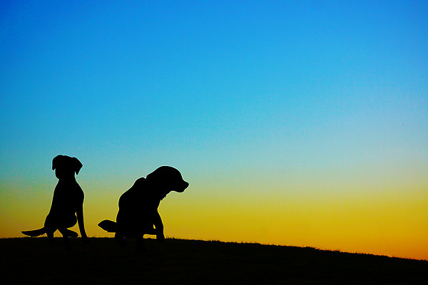 포토 JPG 해외이미지 동물 실루엣 야생동물 밭 오렌지 자연 하늘 생물 동물원 그림자 풍경 사람없음 야외 반려동물 일본 맑음 일몰 개 강아지 저녁 언덕 해외202309 해외포토 아시아 농업 과일 포유류 날씨 촬영기법 노을 야간 생태계 파일형식