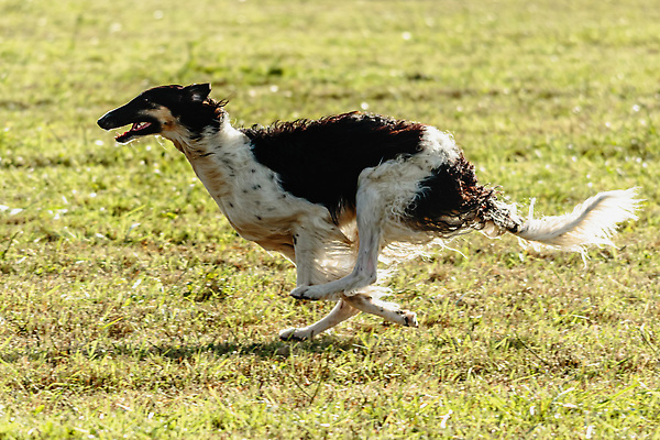 포토 JPG 해외이미지 동물 1 공원 감정 스포츠 밭 모션 놀이 건강 사람없음 야외 초록색 반려동물 달리기 뷰티 걷기 정원 점프 경쟁 에너지 게임 시골 레이싱 잡기 개 유혹 속도 사냥 송곳니 기르기 전력질주 챔피언 순혈 해외202309 해외포토 공공시설 컬러 컨셉 농업 포유류 시합 치아 돌봄 파일형식