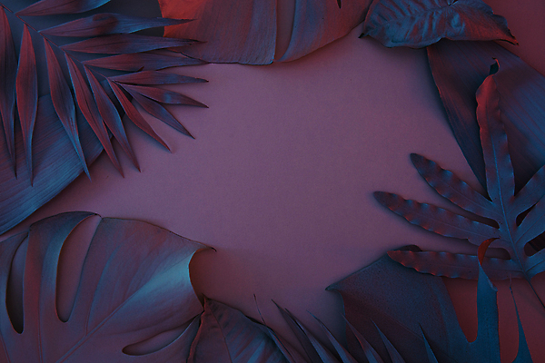 포토 JPG 해외이미지 나무 식물 디자인 여행 백그라운드 잎 꽃무늬 패턴 텍스트 자연 벽지 추상 휴가 아이디어 손바닥 그림자 미술 사람없음 장식 여름 파란색 빛 컬러풀 태양 우주 정원 보라색 검은색 어둠 봄 나뭇가지 신용카드 숲 질감 내추럴 이국적 파라다이스 파스텔톤 카피스페이스 미니멀 해외202309 해외포토 자연요소 손 계절 꽃 컬러 컨셉 무늬 문화예술 금융 공백 생태계 파일형식