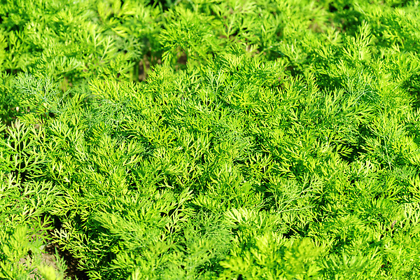 포토 JPG 해외이미지 식물 손 산업 음식 백그라운드 잎 농업 채소 자연 노동자 사람없음 초록색 농장 환경 흙 당근 샐러드 수확 성장 농부 상추 땅 원예 리빙 건강식 내추럴 채소밭 묘목 밭일 온실 해외202309 해외포토 나무 직업 컬러 밭 뿌리채소 취미 신체부위 생태계 파일형식