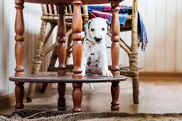 포토 JPG 해외이미지 동물 1 응시 행복 얼굴 컨셉 포유류 놀이 바닥 주택 털 함께함 사람없음 야외 반려동물 갈색 검은색 기쁨 흰색 점 개 강아지 모피 사냥 솜털 수의사 송곳니 거짓말 고립 기르기 달마시안 돌봄 동반자 유래 순혈 해외202309 해외포토 시선 감정 컬러 모션 건물 신체부위 의사 치아 파일형식